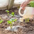 Jak krmit jahody a co hnojit během kvetení a plodení