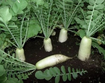 Review of the best daikon varieties for open ground and winter storage