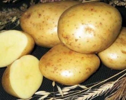 Descripció de la varietat de patates Gulliver, característiques del cultiu i rendiment