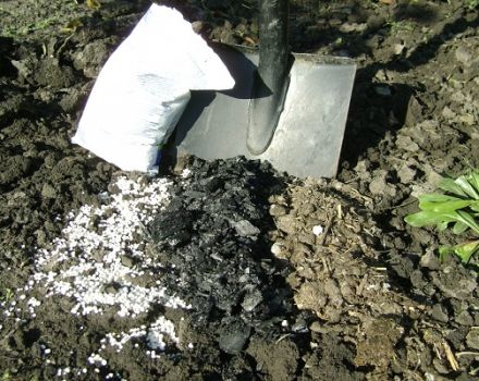 Trąšų amonio sulfato naudojimo sode instrukcijos