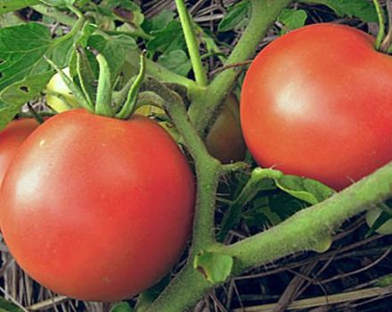 Beschreibung der Tomatensorte Amurskaya Zarya und ihrer Eigenschaften