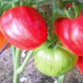 Charakterystyka i opis odmiany pomidora Don Juan