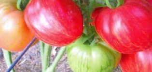 Značajke i opis sorte rajčice Don Juan