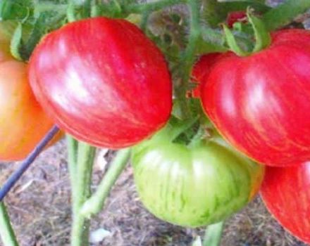 Caratteristiche e descrizione della varietà di pomodoro Don Juan