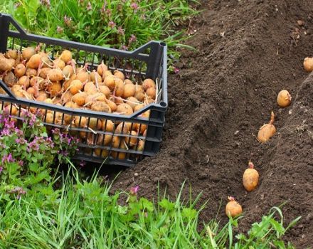 Description of the Riviera potato variety, agricultural technology and growing rules