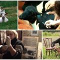 Како правилно убризгати козу властитим рукама и шему давања лекова