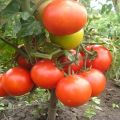 Egenskaber og beskrivelse af Kemerovets tomatsort