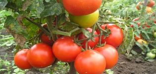 Kemerovets-tomaattilajikkeen ominaisuudet ja kuvaus