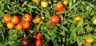 Liang-tomaattilajikkeen ominaisuudet ja kuvaus, sen sato