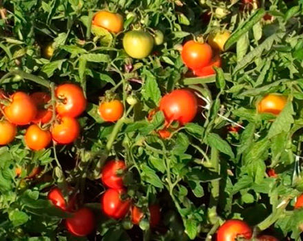 Characteristics and description of the Liang tomato variety, its yield
