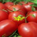 Description and characteristics of tomato variety Honey cream
