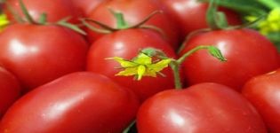 Descripción y características de la variedad de tomate Crema de miel.