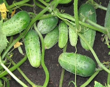 Beschrijving van de variëteit aan komkommers Echte vrienden, kenmerken van teelt en verzorging