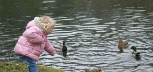 Was ist der beste Weg, um Wildenten auf dem Teich zu füttern und was ist nicht in der Ernährung von Vögeln enthalten