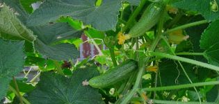 „Ginga“ agurkų veislės aprašymas, jo auginimo ir priežiūros ypatybės