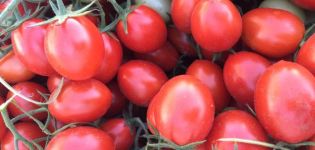Περιγραφή της ποικιλίας ντομάτας 6 Punto 7 και τα χαρακτηριστικά της