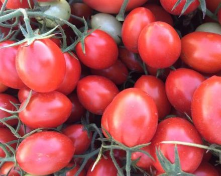 Description of tomato variety 6 Punto 7 and its characteristics