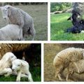 Sheep puberty and mating characteristics, insemination methods