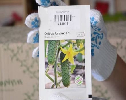 Alianses gurķu šķirnes apraksts, ieteikumi audzēšanai un kopšanai