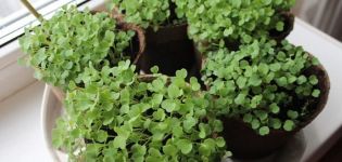 Ako pestovať rukola zo semien v zime doma na parapete, výsadbe a starostlivosti