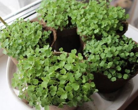 How to grow arugula from seeds in winter at home on a windowsill, planting and care