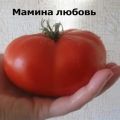 Kuvaus tomaattilajikkeesta Äidin rakkaus, sen ominaisuudet ja tuottavuus
