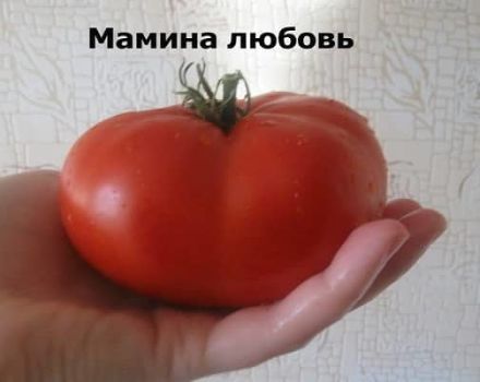 Opis sorte rajčice Mama ljubav, njegove karakteristike i produktivnost