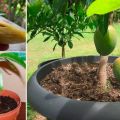 Hoe kun je een mango van een steen in het open veld en in een kas thuis laten groeien, vooral door planten en verzorgen