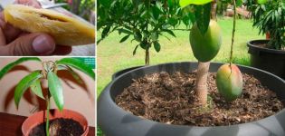 Com es pot fer créixer un mango a partir d’una pedra al camp obert i en un hivernacle a casa, sobretot plantant i cuidant