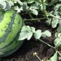 Agricultural technology for growing watermelons in the open field and in a greenhouse in Siberia, planting and care