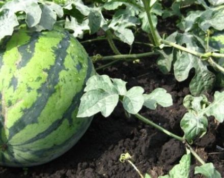 Agricultural technology for growing watermelons in the open field and in a greenhouse in Siberia, planting and care