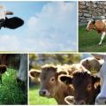 Rodzaje krów i jak wybrać odpowiednie zwierzę, 5 głównych kryteriów