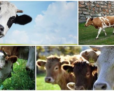 Tipi di mucche e come scegliere l'animale giusto, i primi 5 criteri principali