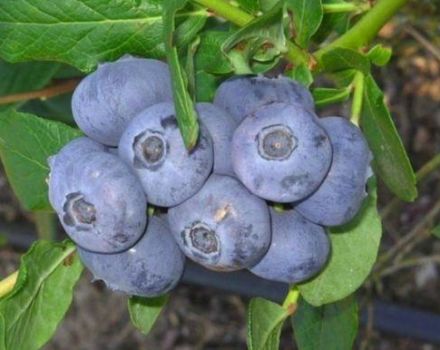 Description and characteristics of the blueberry variety River, planting and care rules