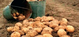 كيف تزيد محصول البطاطس من 1 هكتار في حديقة المنزل؟