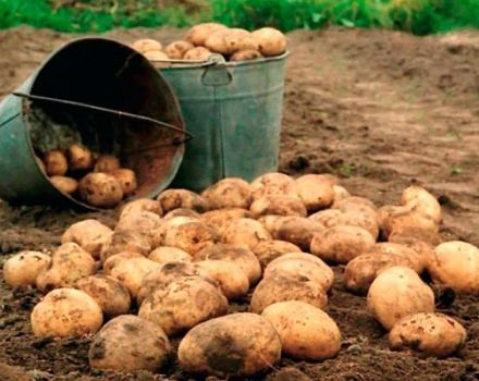 Come aumentare la resa della patata da 1 ettaro nell'orto di casa?