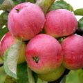Borovinka-omenalajikkeen kuvaus ja ominaisuudet, lajien historia ja viljelyominaisuudet