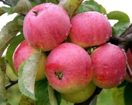 Opis i cechy odmiany jabłek Borovinka, historia gatunku i cechy uprawowe