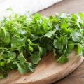 How to prepare cilantro for the winter at home, the best recipes