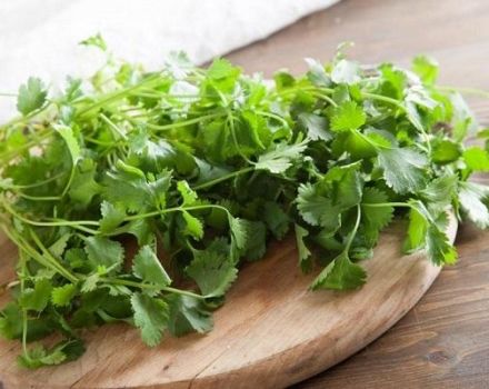 Kako pripremiti cilantro za zimu kod kuće, najbolji su recepti
