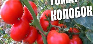 Opis odrody rajčiaka Kolobok, jeho vlastnosti a výnos