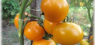 Description of tomato Diet healthy man, cultivation and yield of the variety