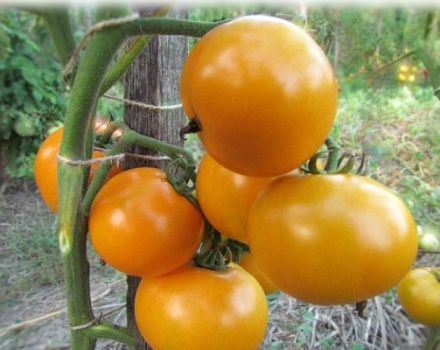 Descripción del tomate Dieta hombre sano, cultivo y rendimiento de la variedad
