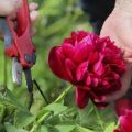A pünkösdi rózsa szaporodásának szabályai és feltételei a bokor, a magvak és más módszerek elosztásával