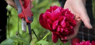 A pünkösdi rózsa szaporodásának szabályai és feltételei a bokor, a magvak és más módszerek elosztásával