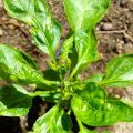 Correct treatment of pepper diseases in the greenhouse, control measures