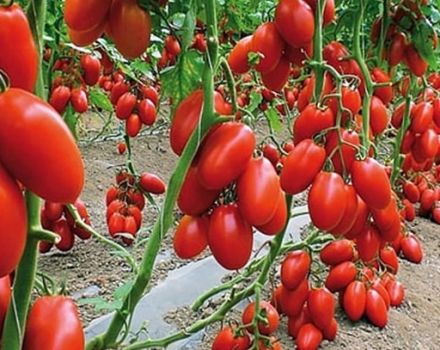Opis odrody paradajok Lyžica osudu a pravidlá pestovania