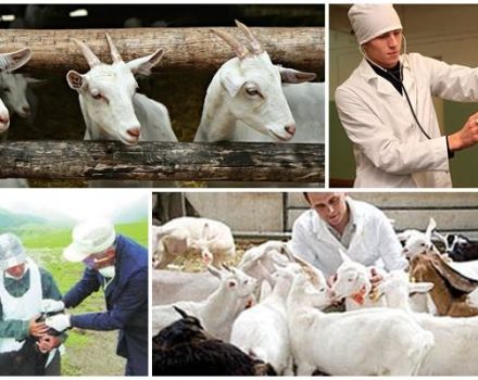 Koje bolesti štite koze protiv cijepljenja i koja se cijepljenja daju