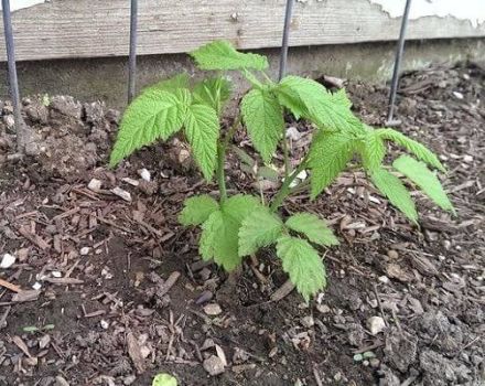What can be planted on the site after raspberries and next to them next year