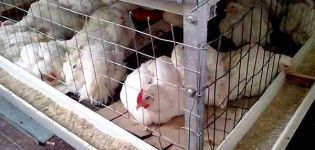 Hur man bygger en DIY broiler med kycklingstorlekstorlek